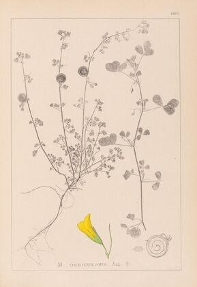 Herbier de la flore française Pl.0255