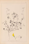 Herbier de la flore française Pl.0257