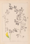 Herbier de la flore française Pl.0258
