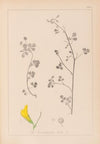 Herbier de la flore française Pl.0259