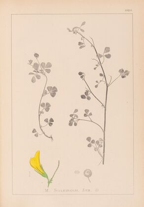 Herbier de la flore française Pl.0259