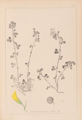 Herbier de la flore française Pl.0260