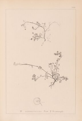 Herbier de la flore française Pl.0261