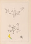 Herbier de la flore française Pl.0262