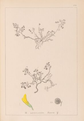 Herbier de la flore française Pl.0262