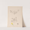 Herbier de la flore française Pl.0262 by Louis Antoine Cusin