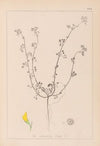 Herbier de la flore française Pl.0263