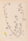 Herbier de la flore française Pl.0264