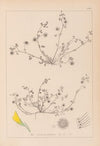 Herbier de la flore française Pl.0265