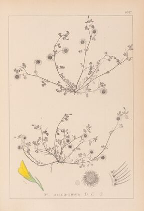 Herbier de la flore française Pl.0265