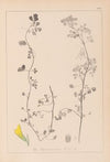 Herbier de la flore française Pl.0266