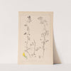 Herbier de la flore française Pl.0266 by Louis Antoine Cusin