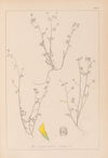 Herbier de la flore française Pl.0267