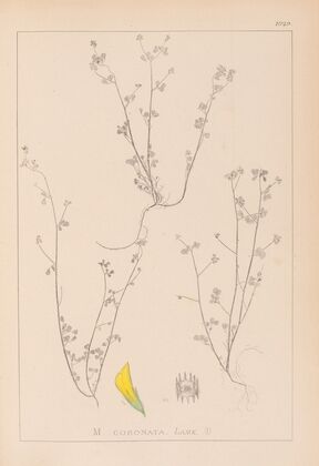 Herbier de la flore française Pl.0267