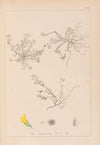 Herbier de la flore française Pl.0268