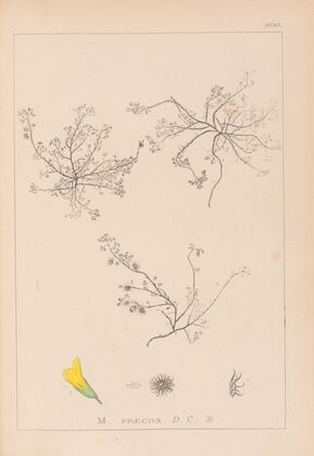 Herbier de la flore française Pl.0268