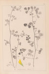 Herbier de la flore française Pl.0269