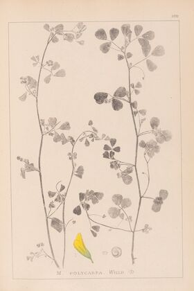 Herbier de la flore française Pl.0269
