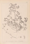 Herbier de la flore française Pl.0270