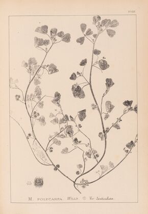 Herbier de la flore française Pl.0271