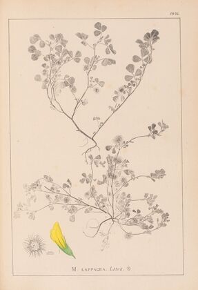 Herbier de la flore française Pl.0272