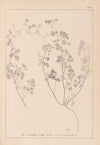 Herbier de la flore française Pl.0273
