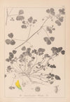 Herbier de la flore française Pl.0276