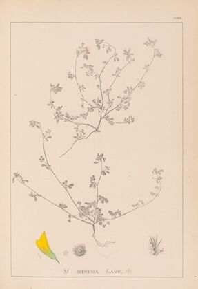 Herbier de la flore française Pl.0277