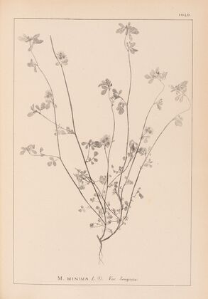 Herbier de la flore française Pl.0278