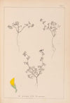 Herbier de la flore française Pl.0279