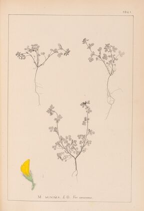 Herbier de la flore française Pl.0279