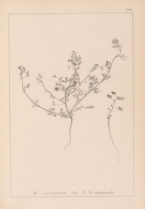 Herbier de la flore française Pl.0281