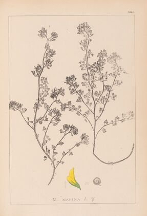 Herbier de la flore française Pl.0283