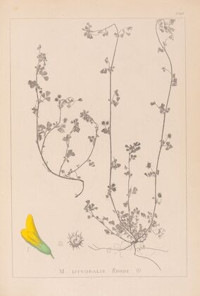 Herbier de la flore française Pl.0284