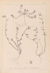 Herbier de la flore française Pl.0285