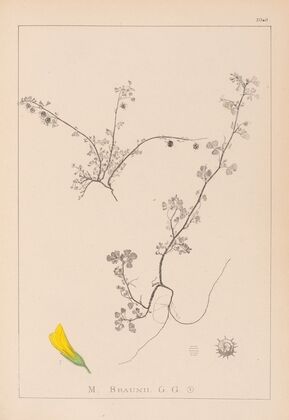 Herbier de la flore française Pl.0286