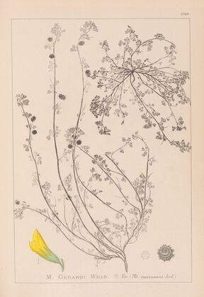 Herbier de la flore française Pl.0287
