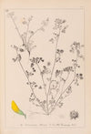 Herbier de la flore française Pl.0288