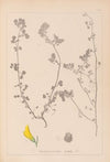 Herbier de la flore française Pl.0289
