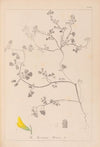 Herbier de la flore française Pl.0290