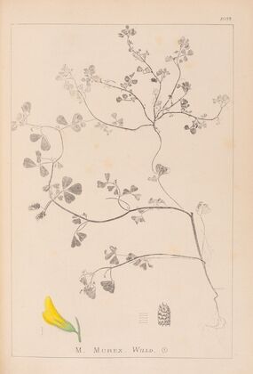 Herbier de la flore française Pl.0290