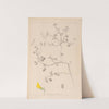 Herbier de la flore française Pl.0290 by Louis Antoine Cusin