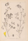 Herbier de la flore française Pl.0291