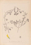Herbier de la flore française Pl.0292