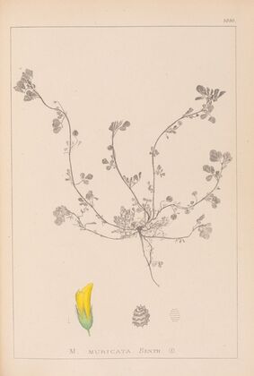 Herbier de la flore française Pl.0293