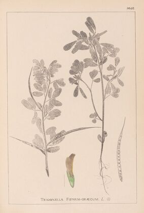 Herbier de la flore française Pl.0295