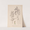 Herbier de la flore française Pl.0295 by Louis Antoine Cusin