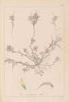 Herbier de la flore française Pl.0296