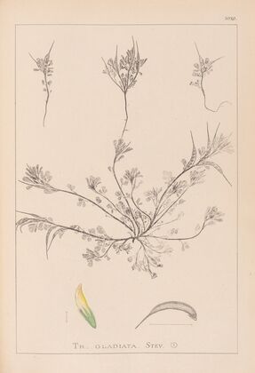 Herbier de la flore française Pl.0296