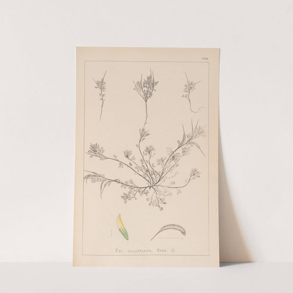 Herbier de la flore française Pl.0296 by Louis Antoine Cusin